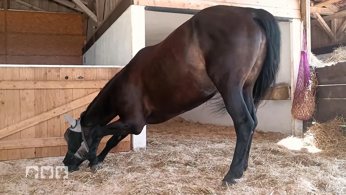 Stute Cherie leidet unter "Narkolepsie" Oliver Fritsch, der Tierphysiotherapeut hilft
