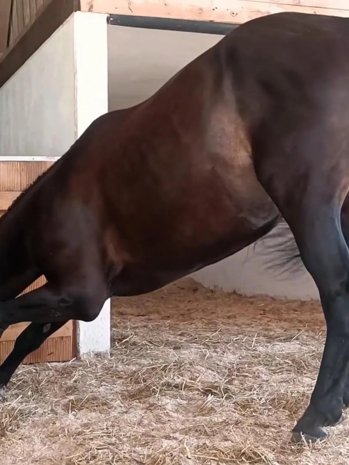 Bild zu: "Stute Cherie leidet unter "Narkolepsie""