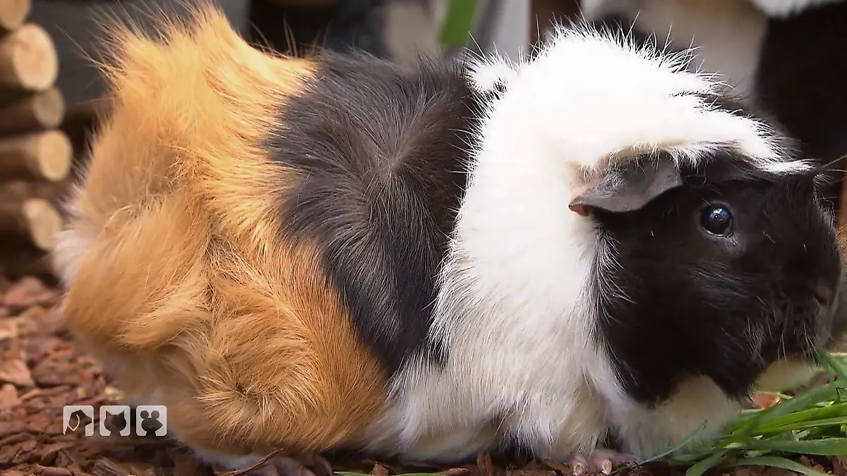 Kleine Nager, große Überraschungen Überraschung auf vier Pfoten