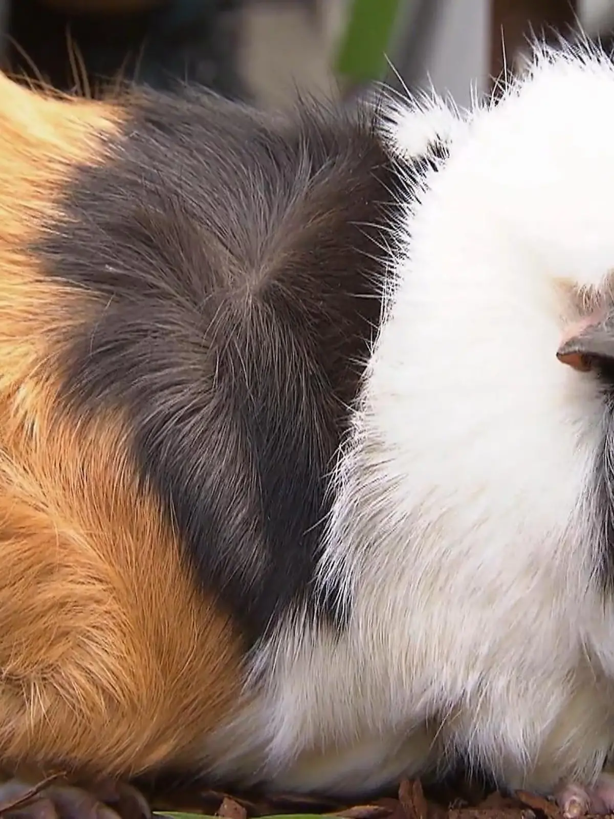 Bild zu: "Kleine Nager, große Überraschungen"