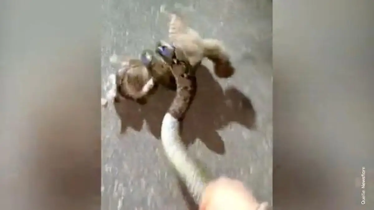 Mann reißt Katze aus Python-Würgegriff – dann entschuldigt er sich bei Schlange! Erst Rettung, dann Reue!