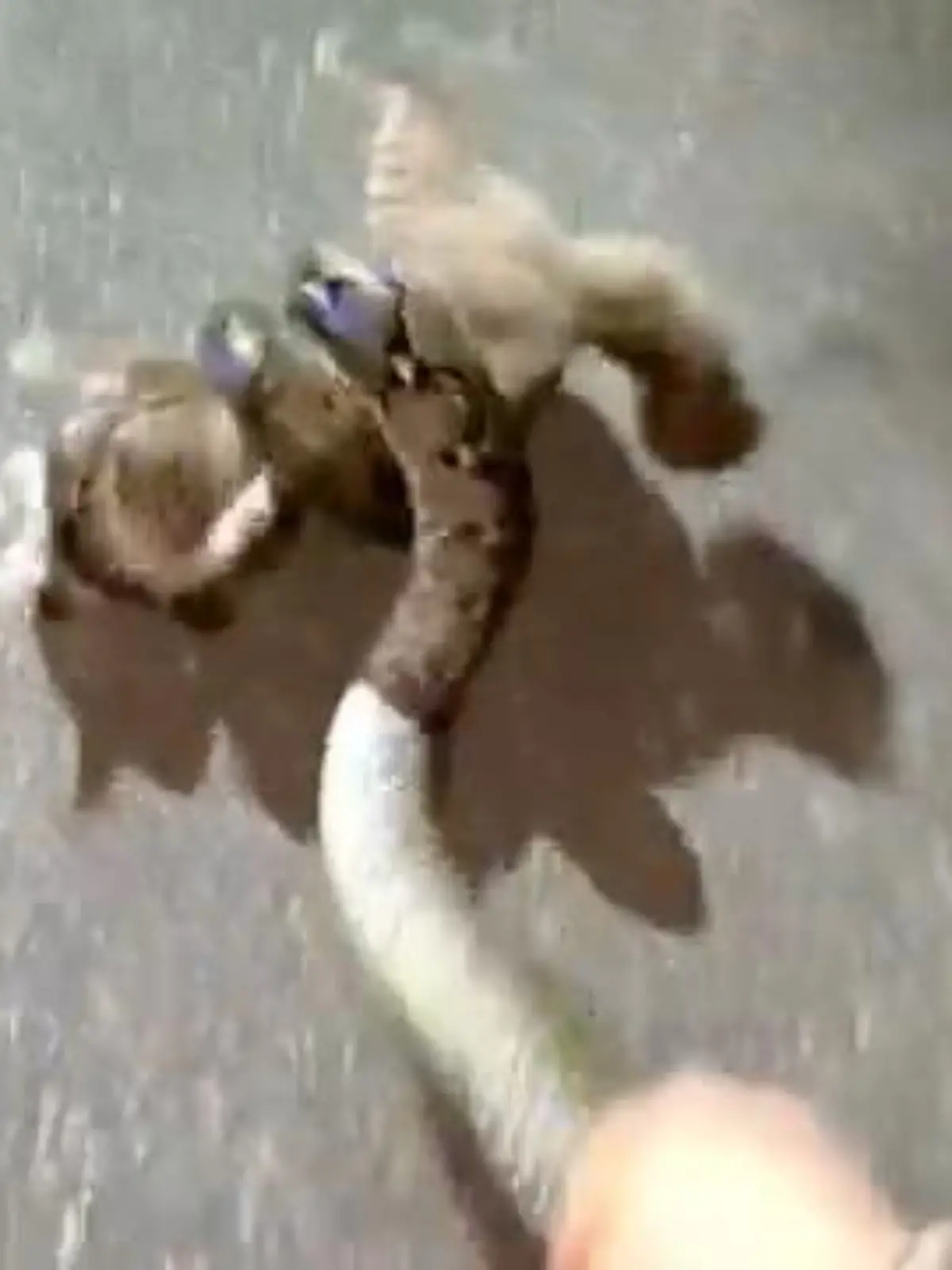 Bild zu: "Mann reißt Katze aus Python-Würgegriff – dann entschuldigt er sich bei Schlange!"