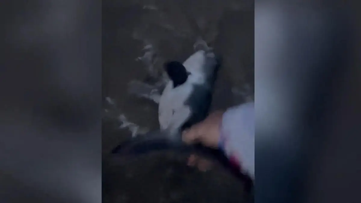 Dreifach-Mama rettet Raubtier! Hai zurück ins Meer gezogen – mit bloßen Händen! „Ich kann ihn nicht leiden lassen"