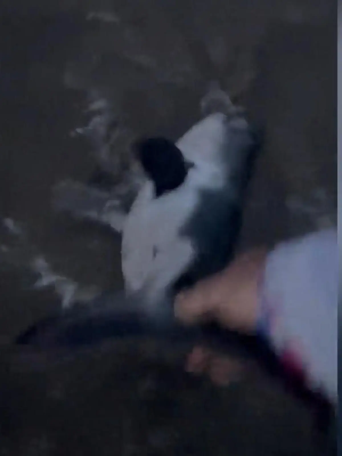 Bild zu: "Dreifach-Mama rettet Raubtier! Hai zurück ins Meer gezogen – mit bloßen Händen!"