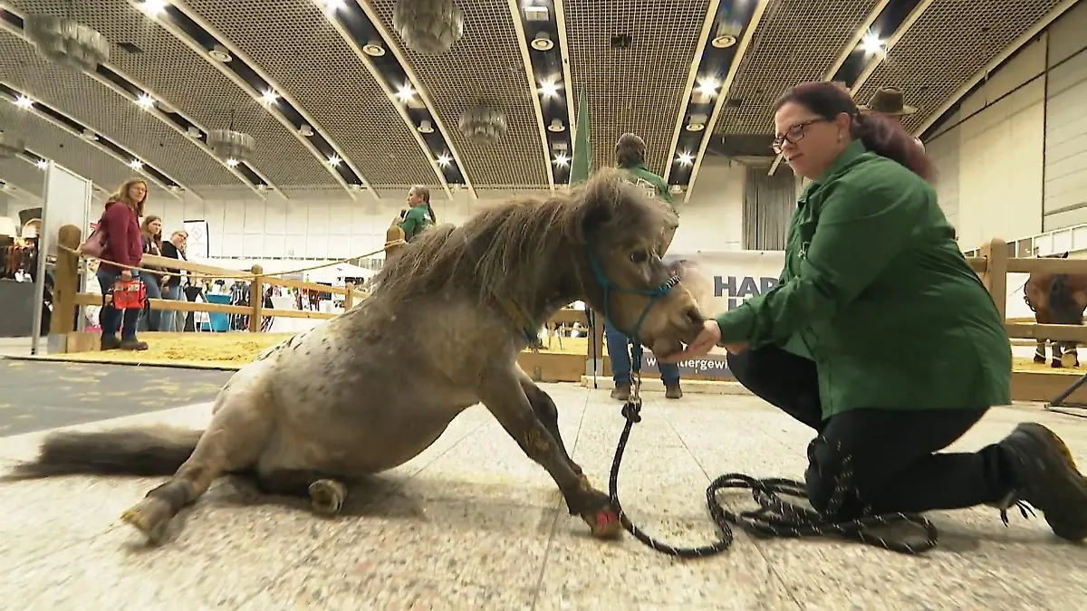 „Hund & Pferd“ in Dortmund Tierische Messe