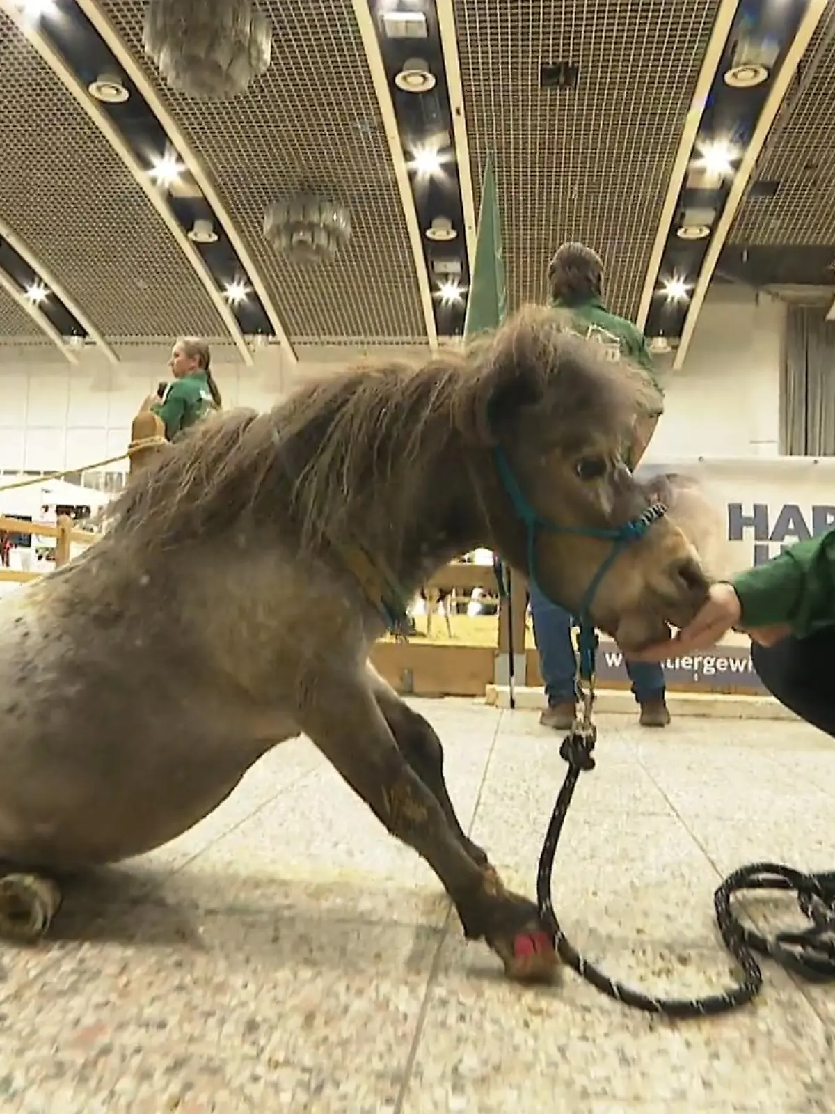 Bild zu: "„Hund & Pferd“ in Dortmund"