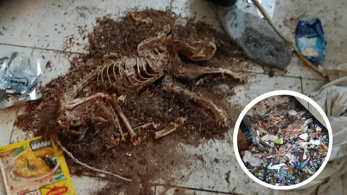 In der Messie-Wohnung wurden drei tote Katzen gefunden.
