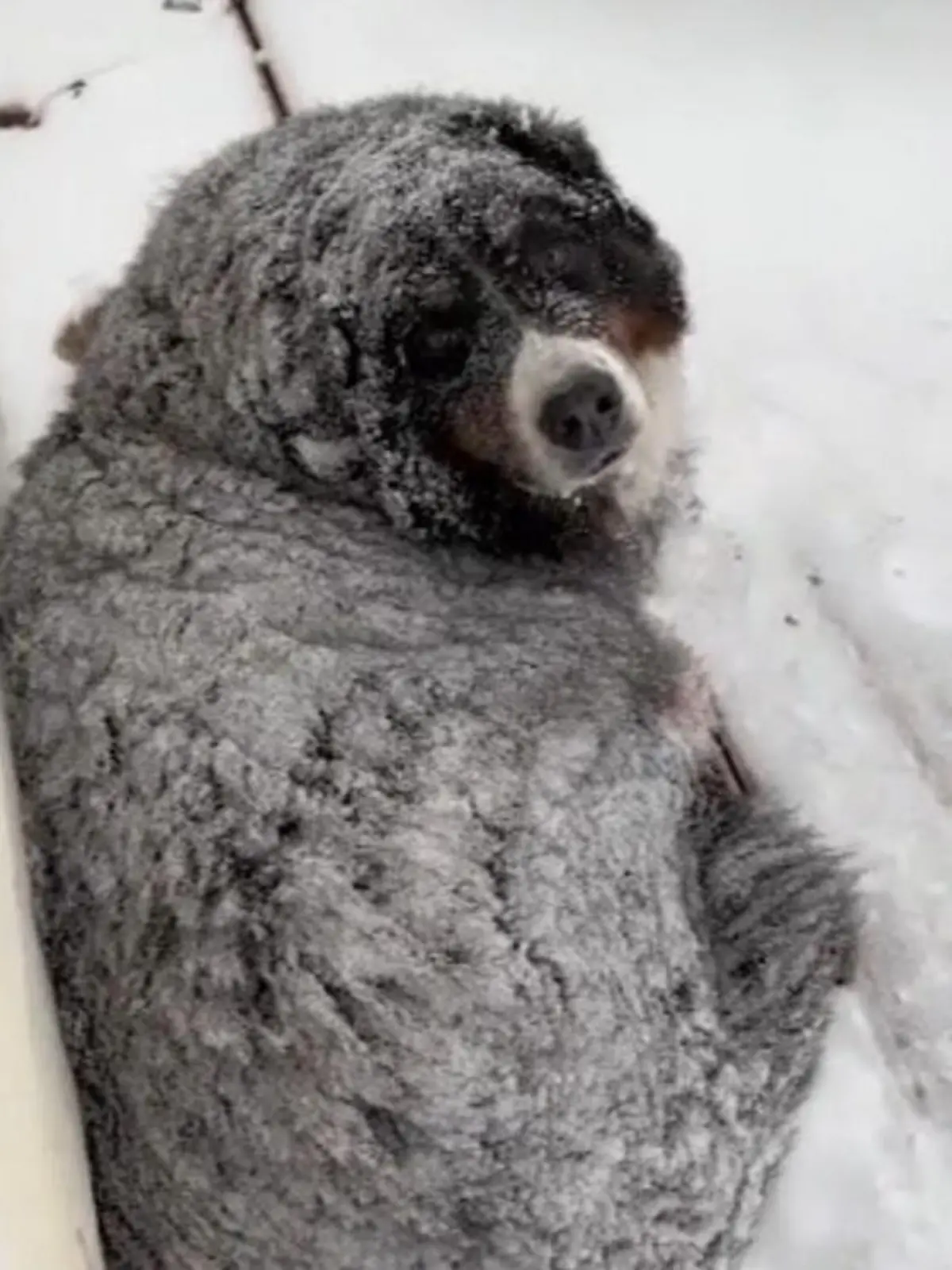 Bild zu: "USA: Dieser Hund chillt im Schneesturm"