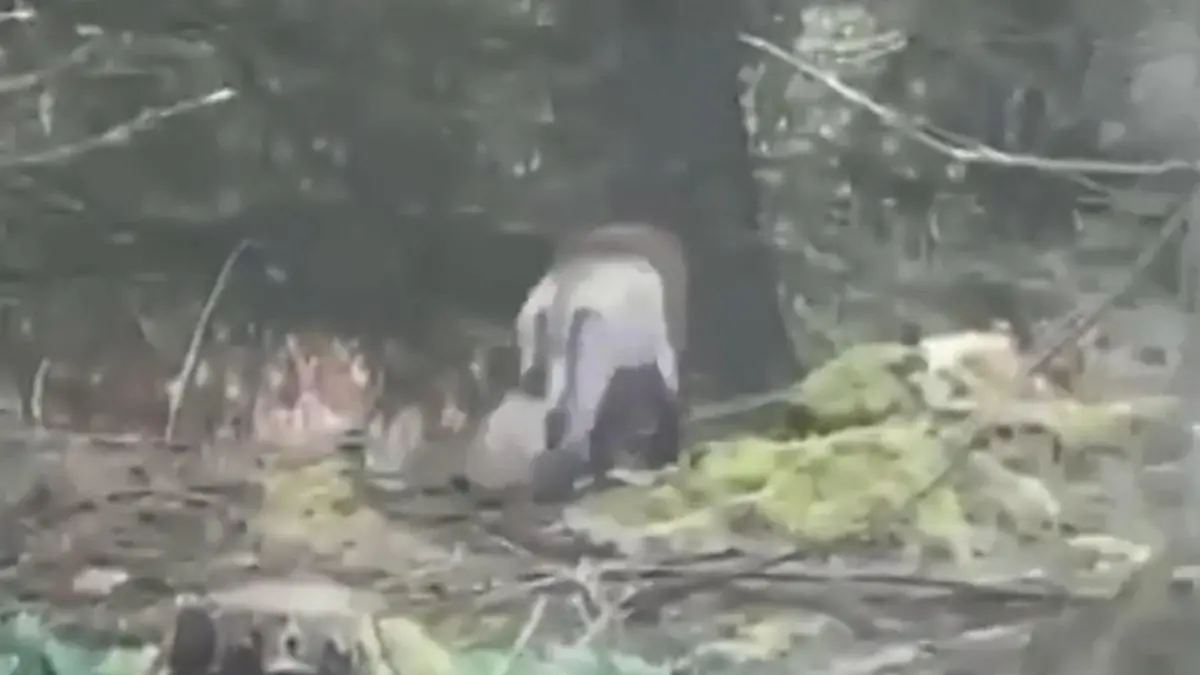 Irland auf Löwenjagd! Streift hier etwa eine Raubkatze durch die Wälder? Unheimliche Aufnahmen