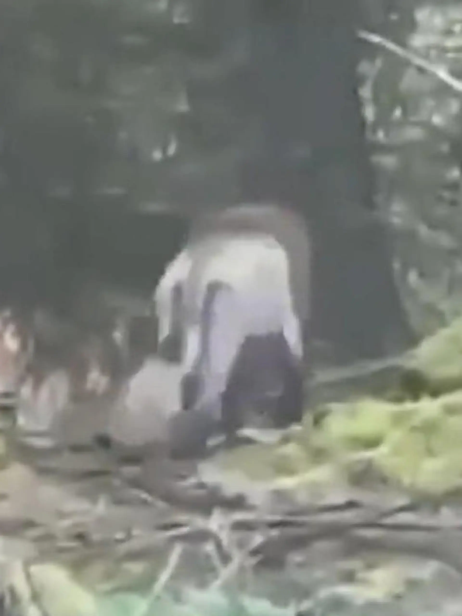 Bild zu: "Irland auf Löwenjagd! Streift hier etwa eine Raubkatze durch die Wälder?"