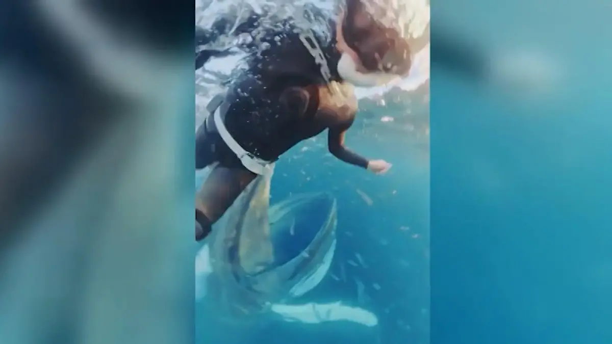 Gigantische Begegnung! Taucherin landet fast im Maul eines Buckelwals Er schnappt unter ihr zu!