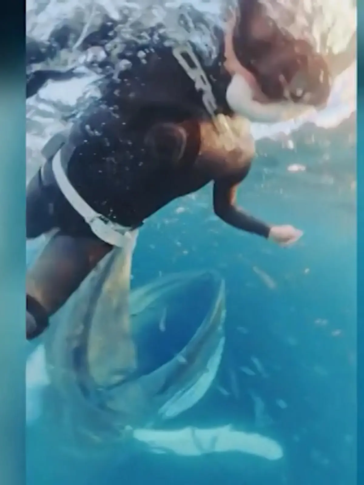 Bild zu: "Gigantische Begegnung! Taucherin landet fast im Maul eines Buckelwals"