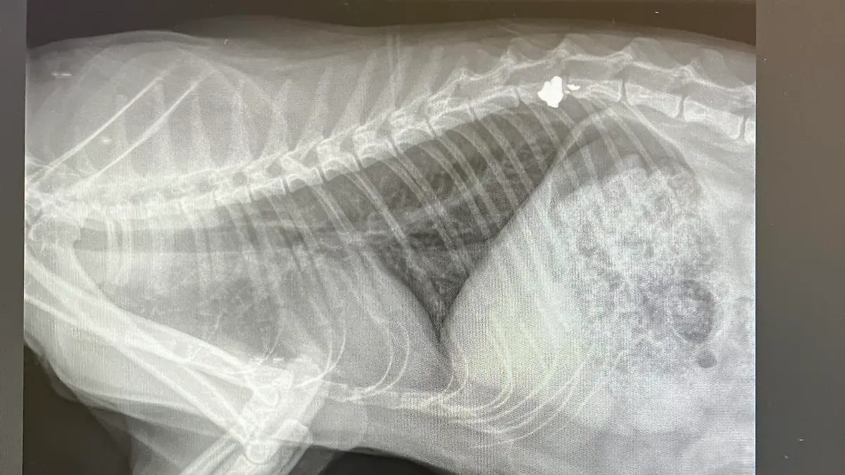 Katze mit Luftgewehr angeschossen