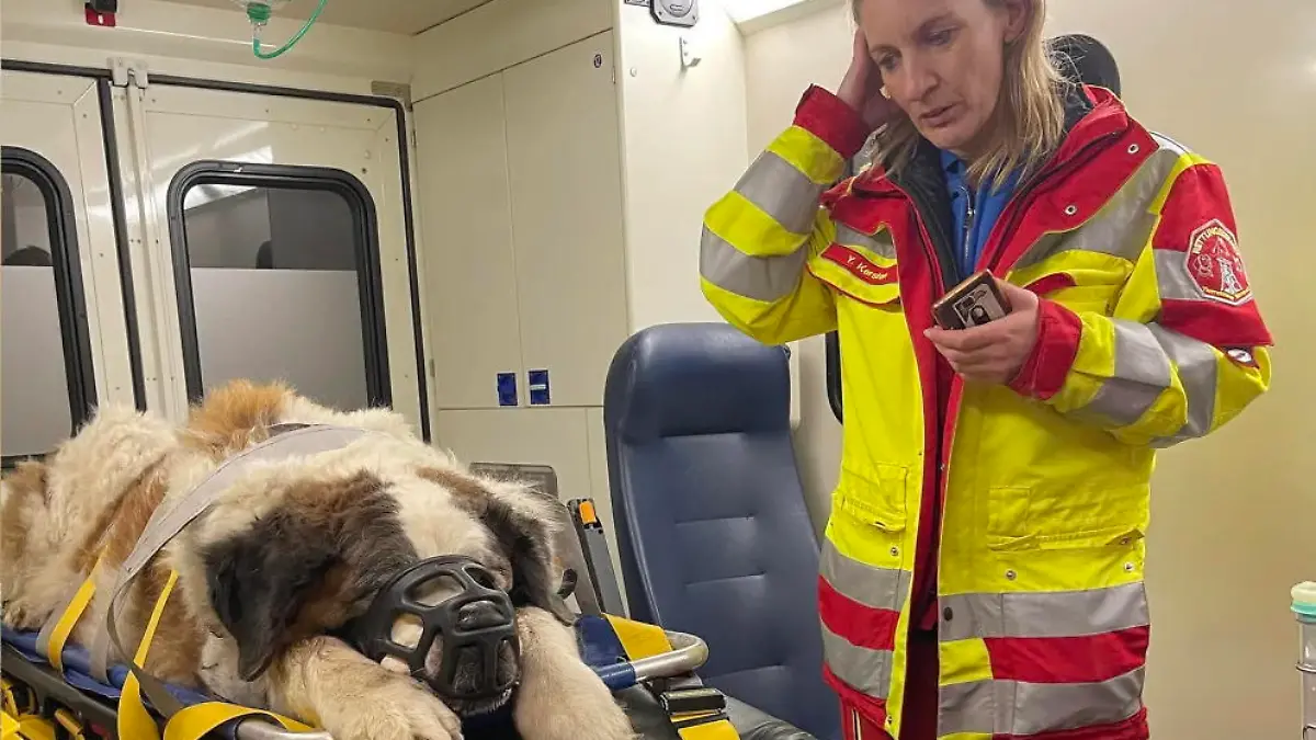 Laute Silvester-Knallerei hatte den von schwerer Arthrose geplagten Hund panisch in die Flucht geschlagen.