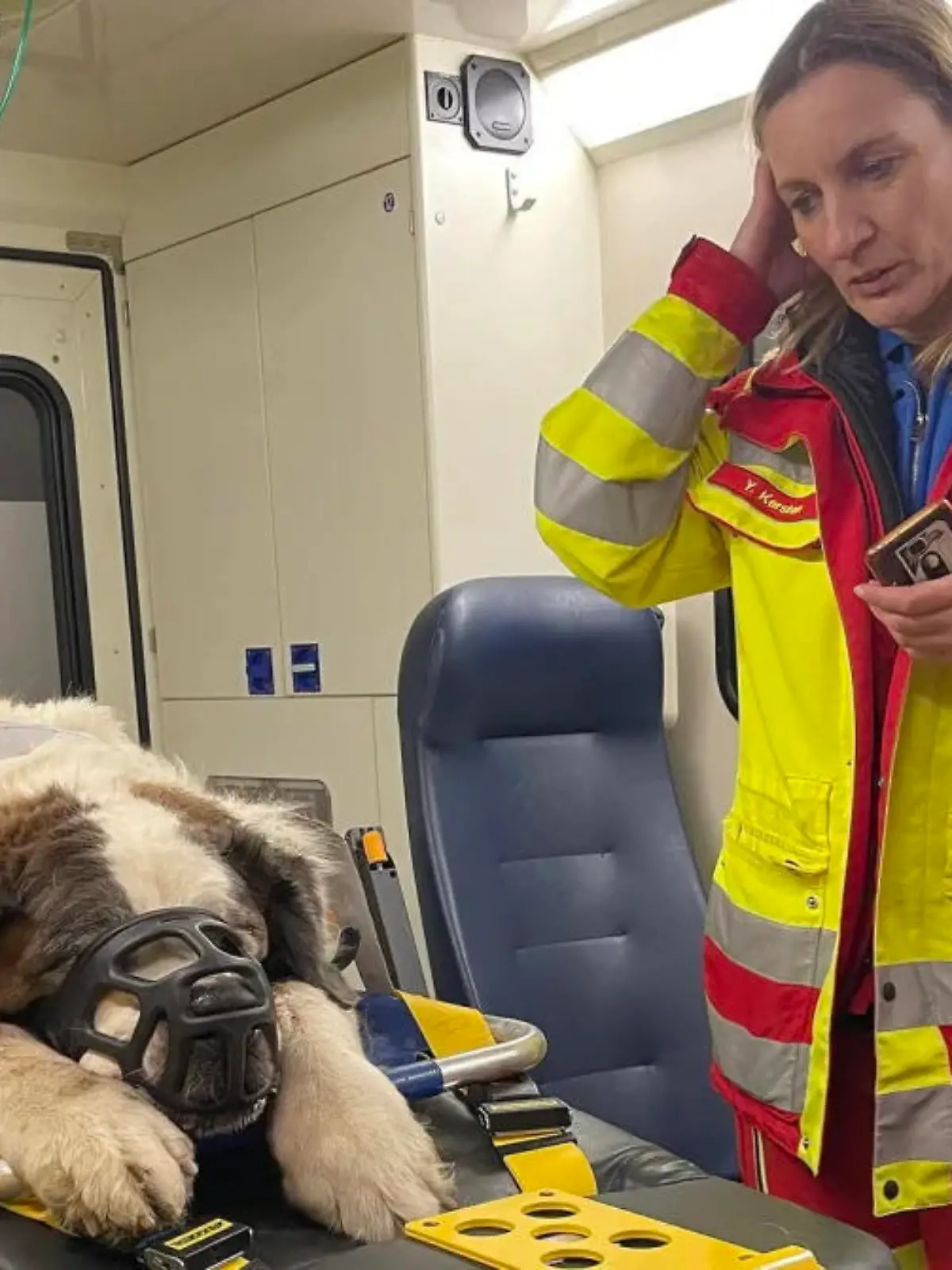 Laute Silvester-Knallerei hatte den von schwerer Arthrose geplagten Hund panisch in die Flucht geschlagen.