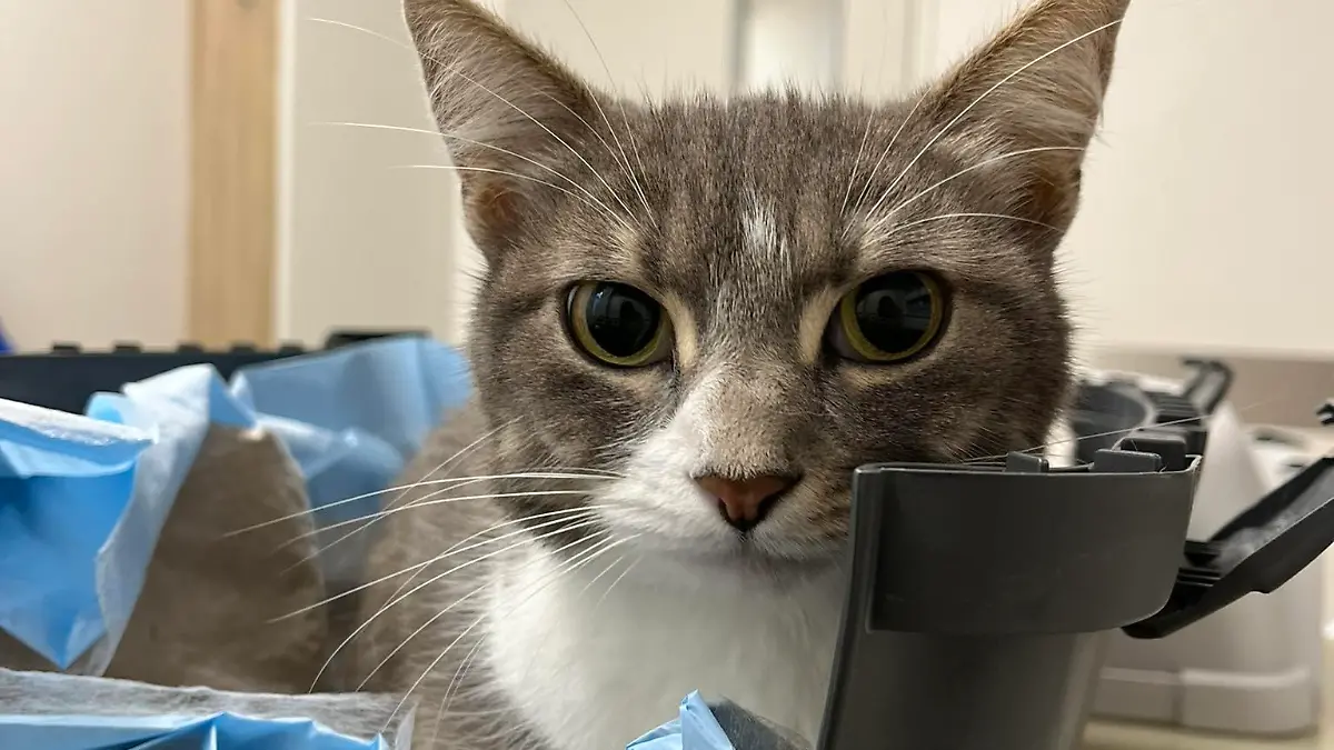 Katze im Odenwald angeschossen