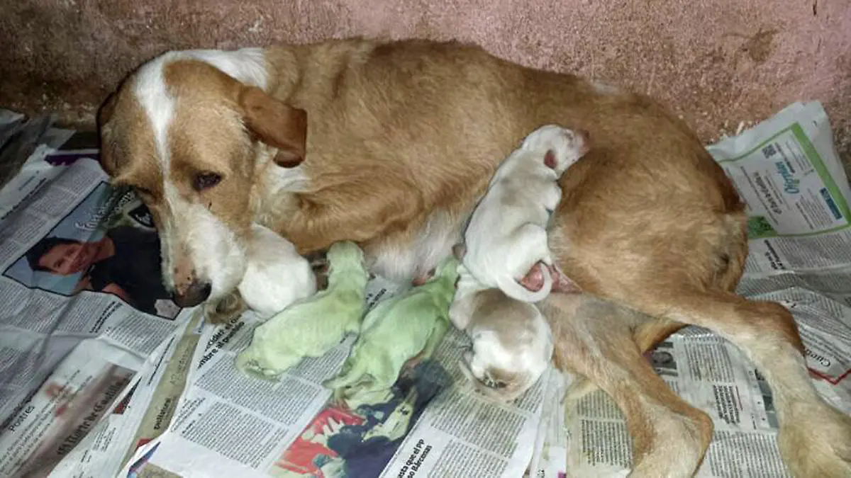 Spanische Hündin bringt grüne Welpen zur Welt/ Aufnahmedatum unbekannt***A pair of Spanish dog breeders were shocked recently when two pups were born green. "I couldn't believe it when I first saw them," said owner Aida Vallelado Molina. She added: "I thought the puppies were dirty and tried to clean them, but the colour wouldn't come off." Molina, who breeds hunting dogs with her father in the town of Laguna de Duero, said her dad had called the puppies the Hulk pups, and joked that she shouldn't get them angry. The animals were smaller and weaker than the other pups in the litter. One of them, a female, died shortly after birth but the male pup is still alive although weak. He is also gradually beginning to lose his colouring. Vet Daniel Valverde is probing the case, and he said: "There are no other recorded cases of this happening in Spanish scientific literature. I am carrying out virological and bacteriological tests to try and find an answer." The two Spanish puppies are however not the first reported examples of green pups. In 2012 a green Labrador puppy born in England was born that lost its green hue after ten days. The cause for the colouring at that time was given as exposure to a substance called biliverdin, which can be found in the placenta***