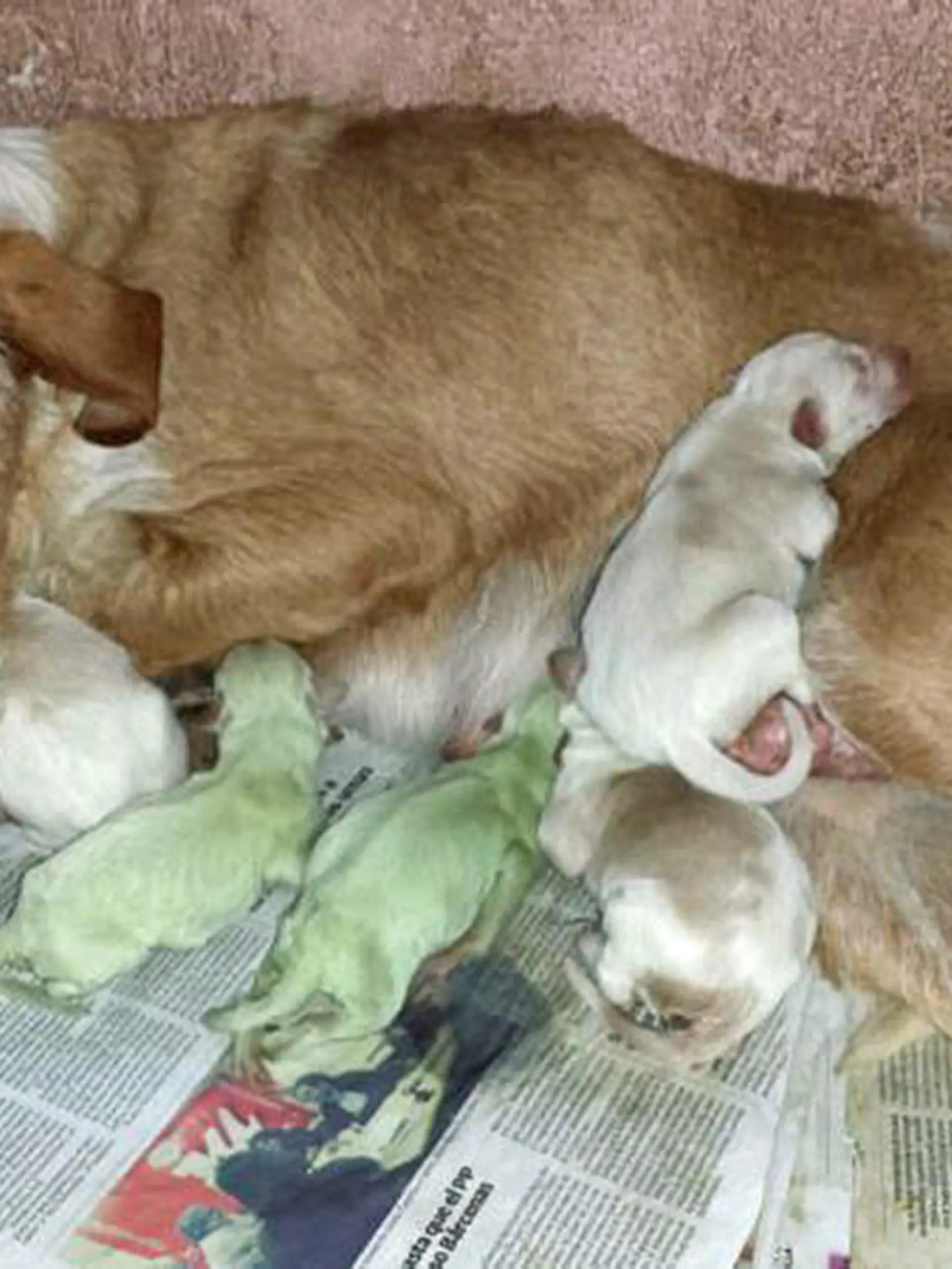 Spanische Hündin bringt grüne Welpen zur Welt/ Aufnahmedatum unbekannt***A pair of Spanish dog breeders were shocked recently when two pups were born green. "I couldn't believe it when I first saw them," said owner Aida Vallelado Molina. She added: "I thought the puppies were dirty and tried to clean them, but the colour wouldn't come off." Molina, who breeds hunting dogs with her father in the town of Laguna de Duero, said her dad had called the puppies the Hulk pups, and joked that she shouldn't get them angry. The animals were smaller and weaker than the other pups in the litter. One of them, a female, died shortly after birth but the male pup is still alive although weak. He is also gradually beginning to lose his colouring. Vet Daniel Valverde is probing the case, and he said: "There are no other recorded cases of this happening in Spanish scientific literature. I am carrying out virological and bacteriological tests to try and find an answer." The two Spanish puppies are however not the first reported examples of green pups. In 2012 a green Labrador puppy born in England was born that lost its green hue after ten days. The cause for the colouring at that time was given as exposure to a substance called biliverdin, which can be found in the placenta***