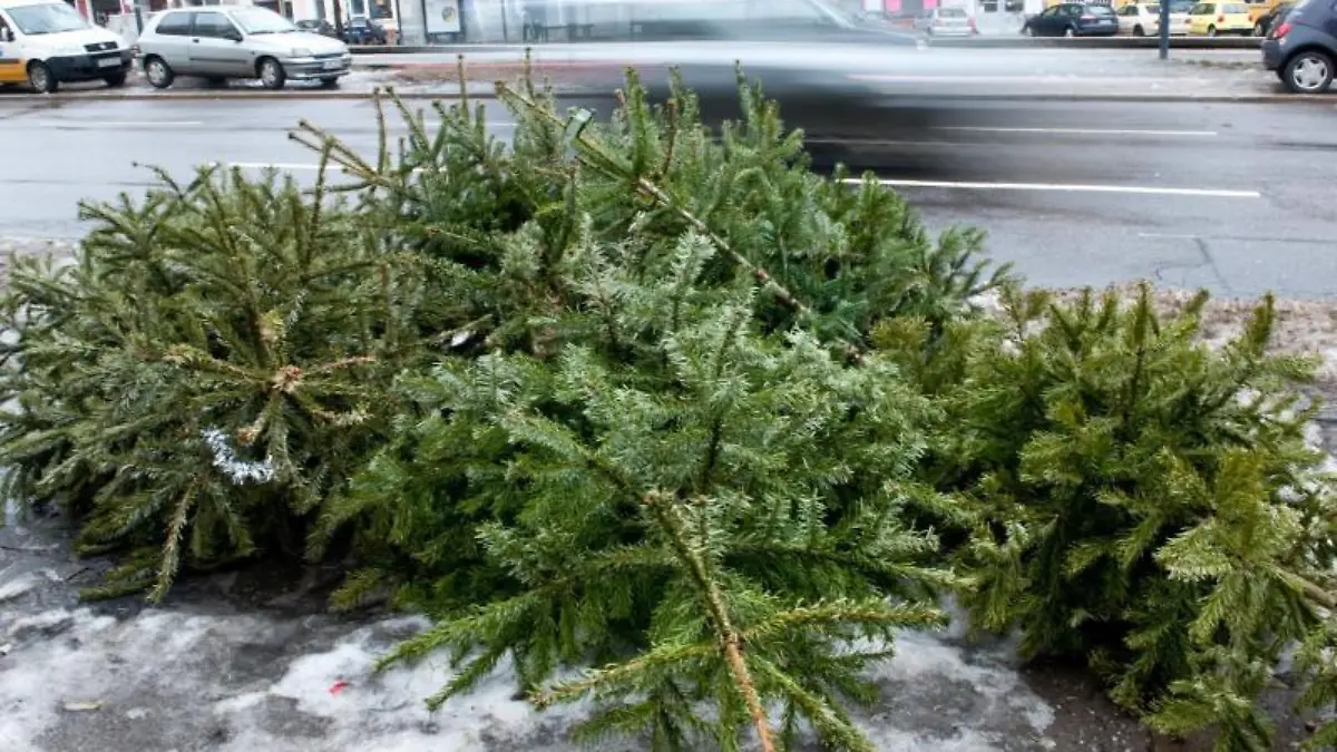 Baum vor die Haustür legen
