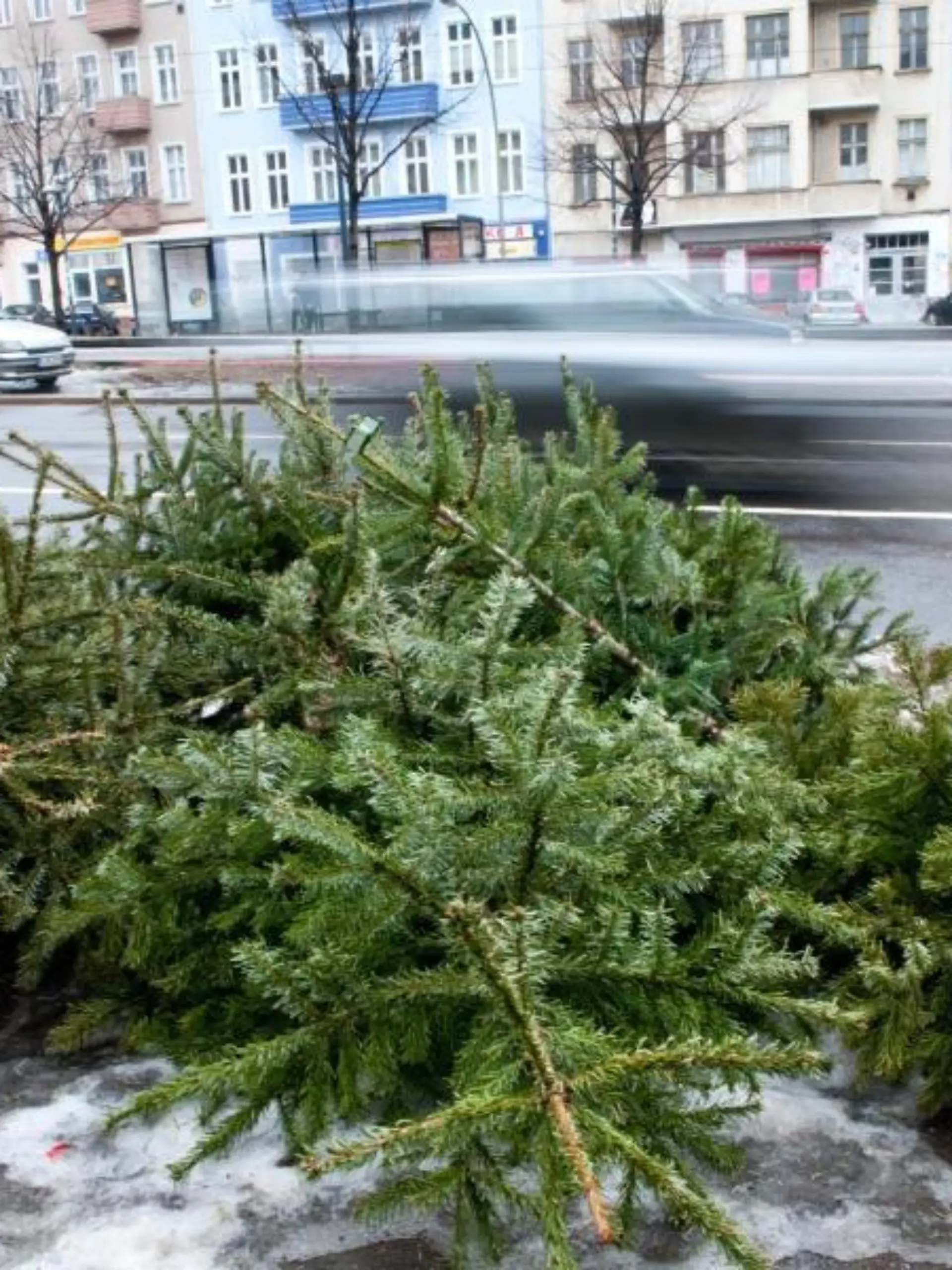 Baum vor die Haustür legen