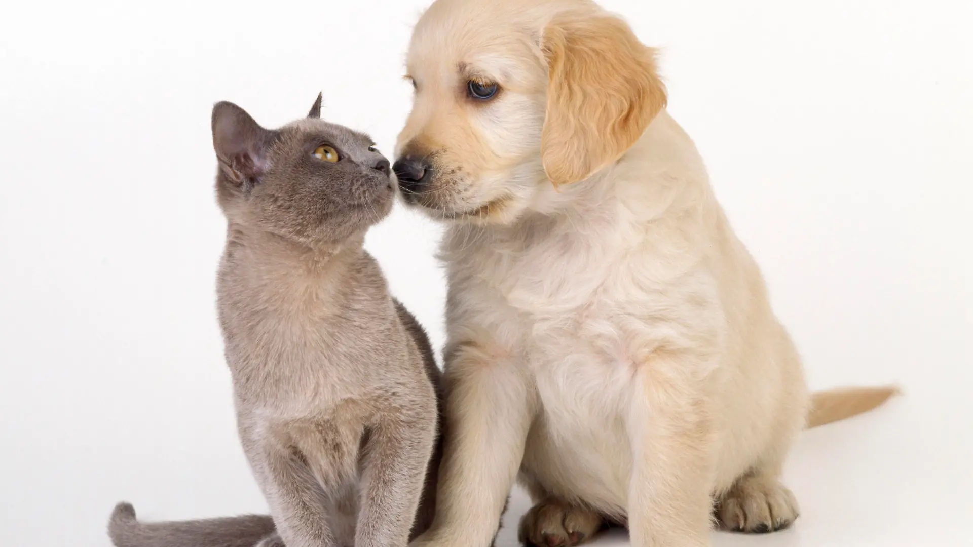 Cat & Dog - kitten & puppy nose to nose Keine Weitergabe an Drittverwerter.