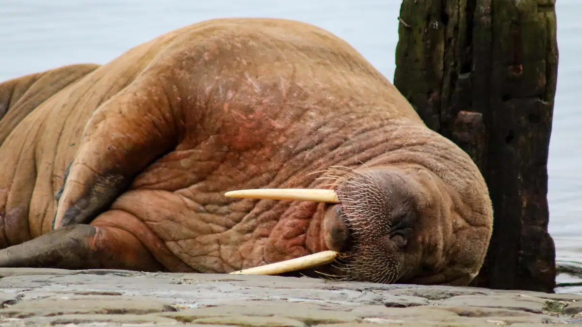 SONDERKONDITIONEN: Satzpreis! Love and Thunder: Walross Thor am Silvestertag im Scarborough Harbour -- The walrus named Thor who has turned up in Scarborough Harbour, December 31 2022. The Arctic walrus is the first of his species to be seen in Yorkshire in living memory. See SWNS story SWSMwalrus / action press