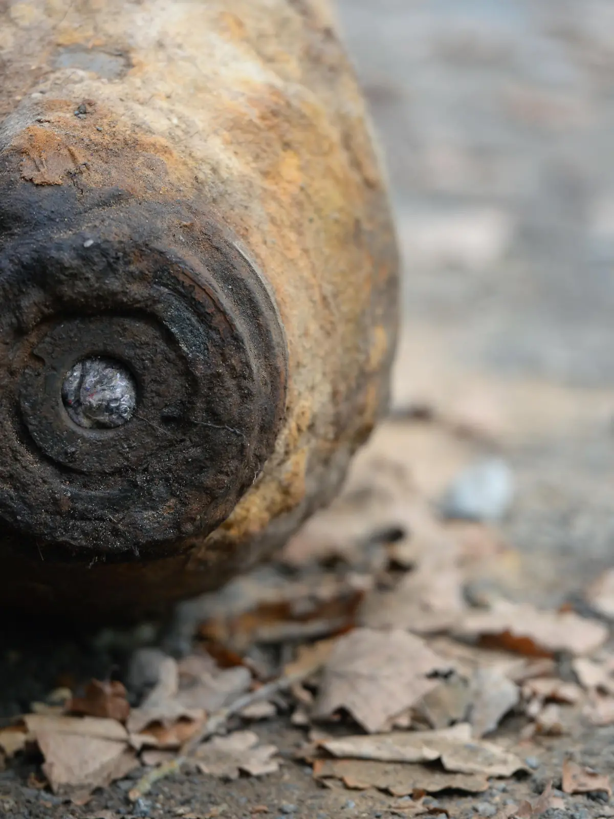 Eine entschärfte 250kg US-Fliegerbombe liegt am 02.10.2014 in einem Wald in Potsdam (Brandenburg). Der Blindgänger aus dem 2.Weltkrieg wurde in der Nähe des Potsdamer Regierungsviertels entdeckt. Foto: Ralf Hirschberger/dpa