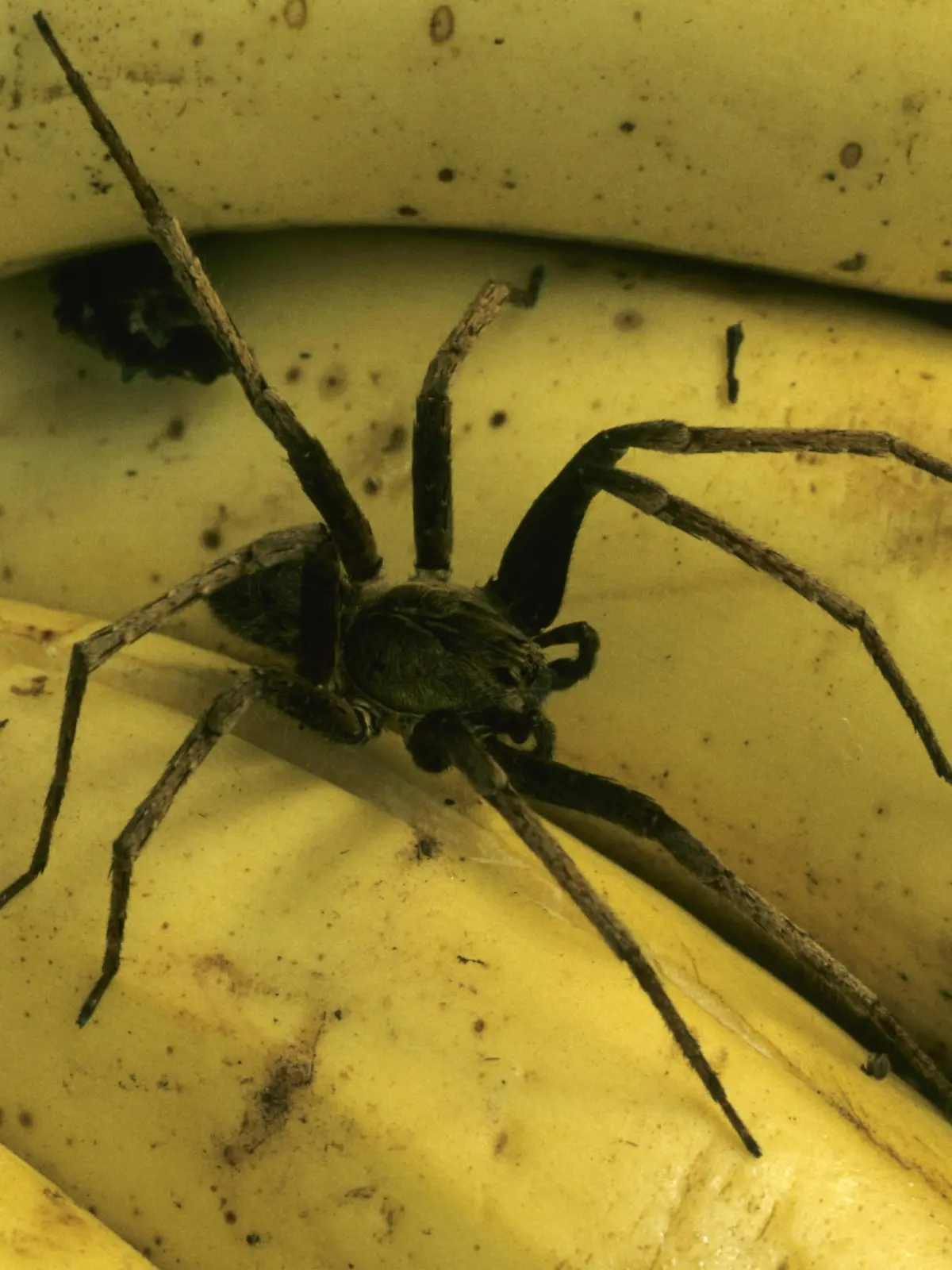 Kammspinne, Wanderspinne (Ctenidae, Ctenidae), 'Bananenspinne' auf reifen Bananen | wandering spiders, running spiders (Ctenidae, Ctenidae), on ripe bananas | Verwendung weltweit