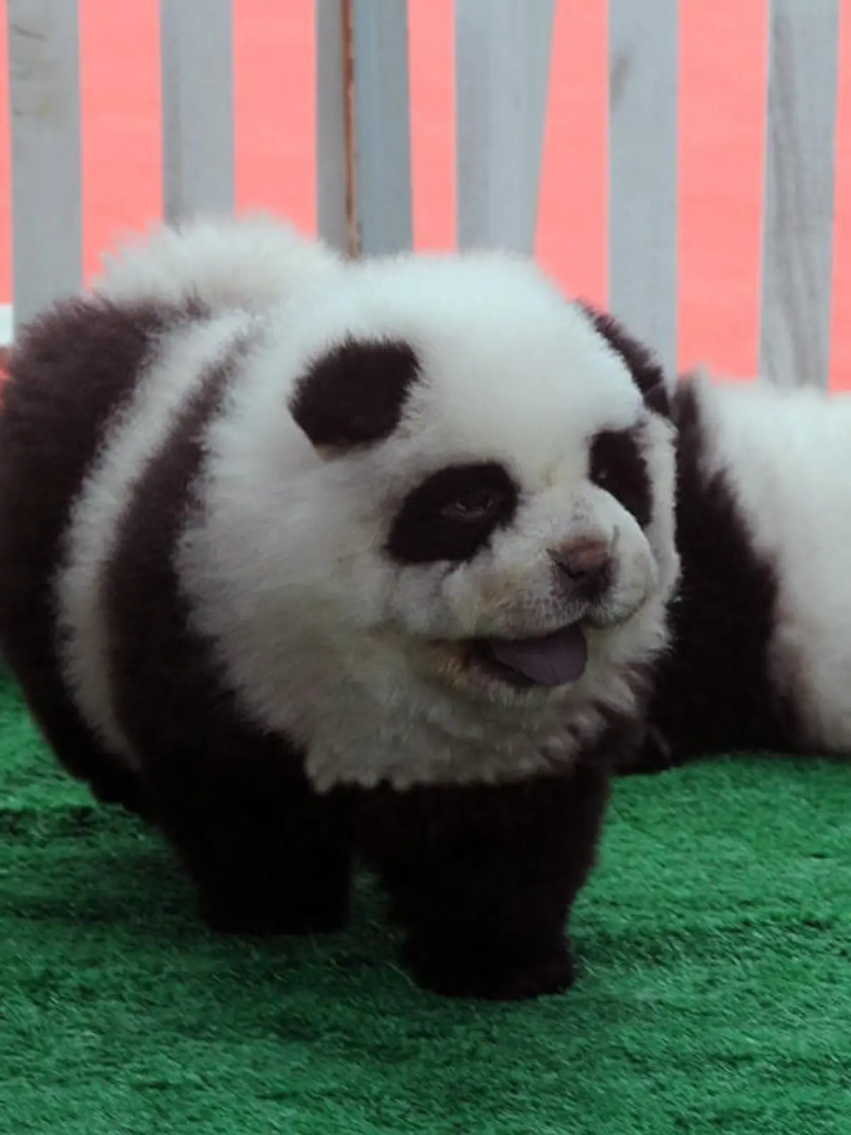 In China voll im Trend - Hunde im im Pandalook/ 010514***It's panda-monium in pet shops in China as dogs that look like the country's unique and rare bears become all the rage.These dogs that look like pandas are selling out in pet stores across the country. In Chengdu city in southwest China?s Sichuan province pet shop owner Hsin Ch'en cannot satisfy demand among the country's new middle class who want the cute dogs as pets."Ten years ago the natural instinct of a Chinese person was to eat a dog," he said. "Now we are like westerners and want one as a companion. The cute breeds like French bulldogs and Labradors were the favourites, but now it is the panda dog."Actually Hsin Ch'en is being disingenuous. The panda dog is not a separate breed of pooch at all, but rather a chow which has undergone a lot of cosmetic tomfoolery to make it resemble the panda.He went on: "I perfected the technique here and now it is spreading across the country.  With a bit of careful grooming and colouring it is easy to turn a chow into a panda dog in about two hours. Then the look will stay with the dog for around six weeks and the owners bring them back for some touching up."There are no chemicals or cruelty involved. But the price of the dog does rise significantly because of the amount of grooming that goes into it. People don't mind paying the extra though - they like the fact that heads turn in the street and they can tell their friends: 'I have a panda dog'." ***
