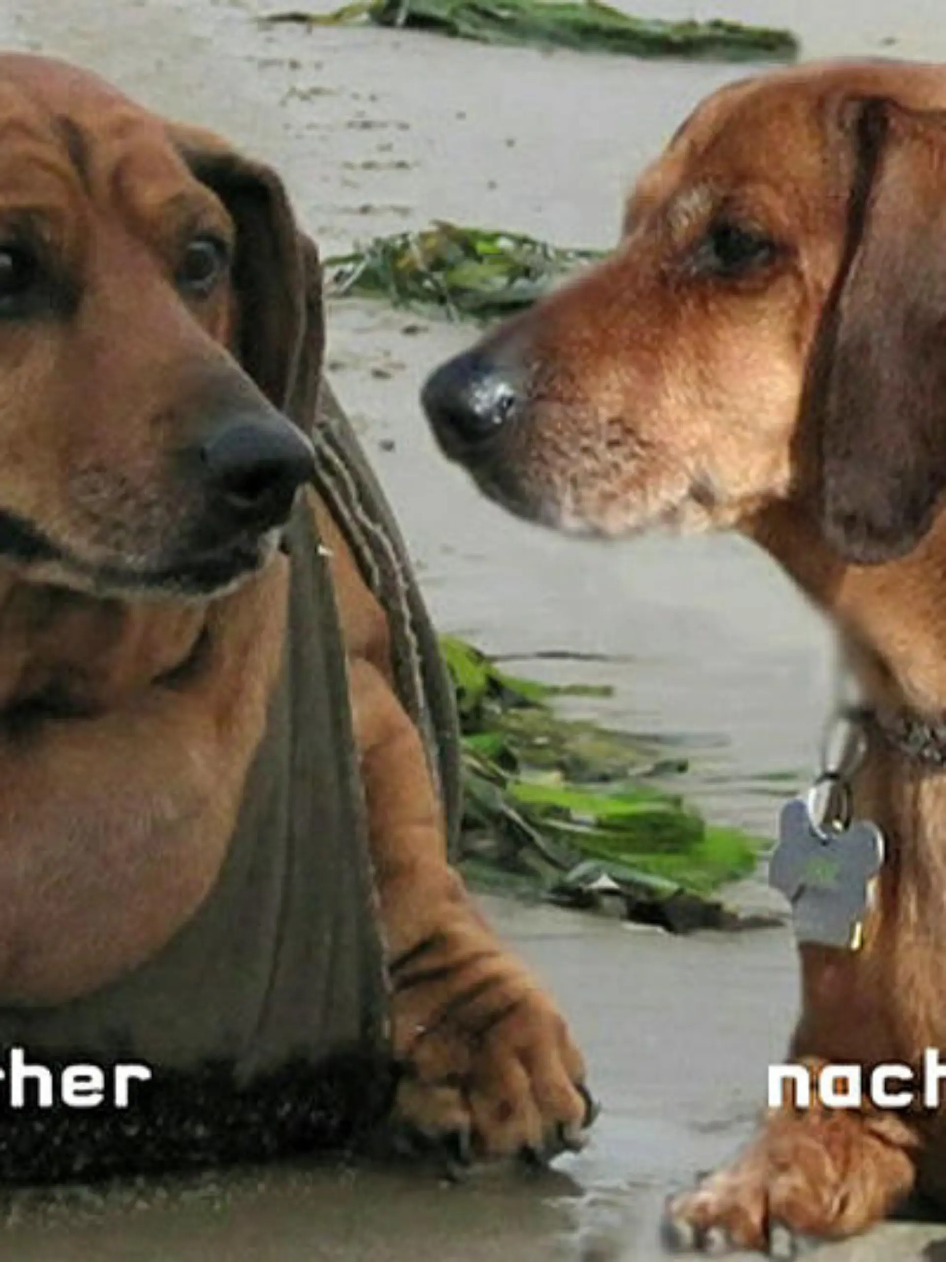 dackel.jpg