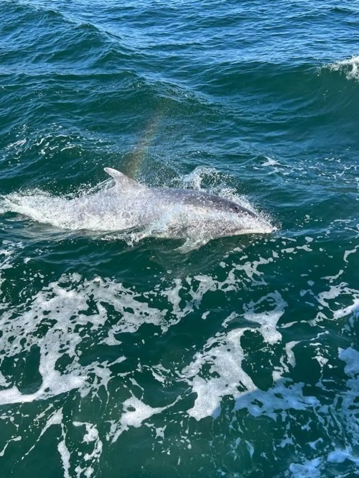 Delfin
