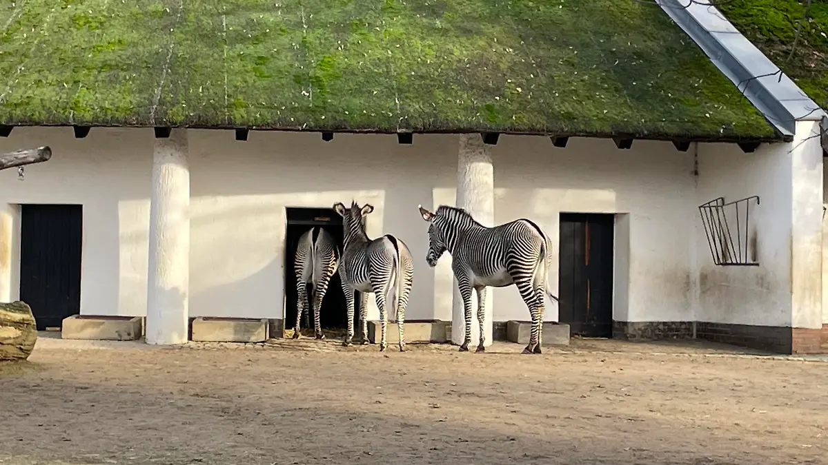 Zebras, Antilopen und Co. verbringen die Silvester-Nacht in den Stallungen
