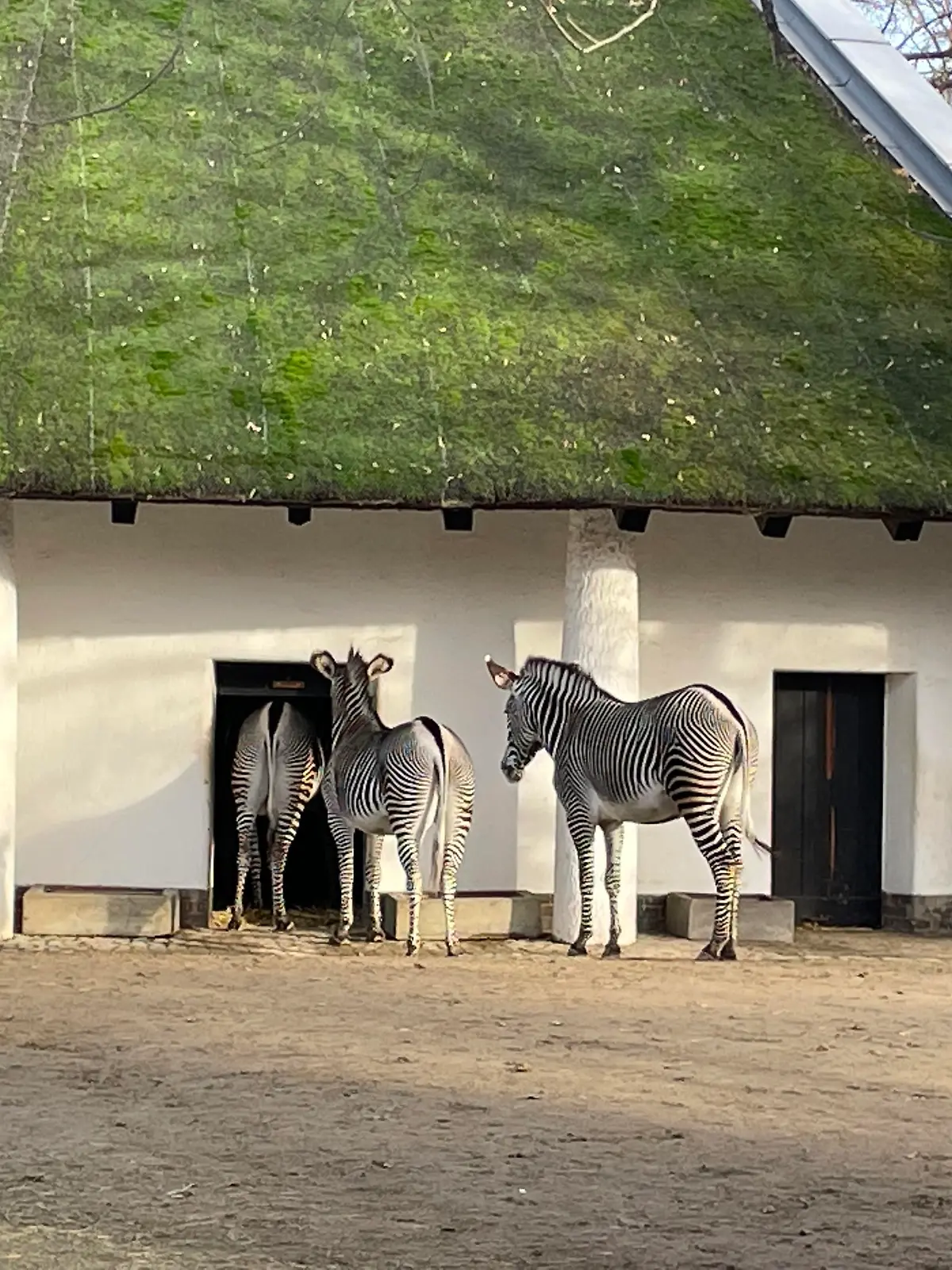 Zebras, Antilopen und Co. verbringen die Silvester-Nacht in den Stallungen