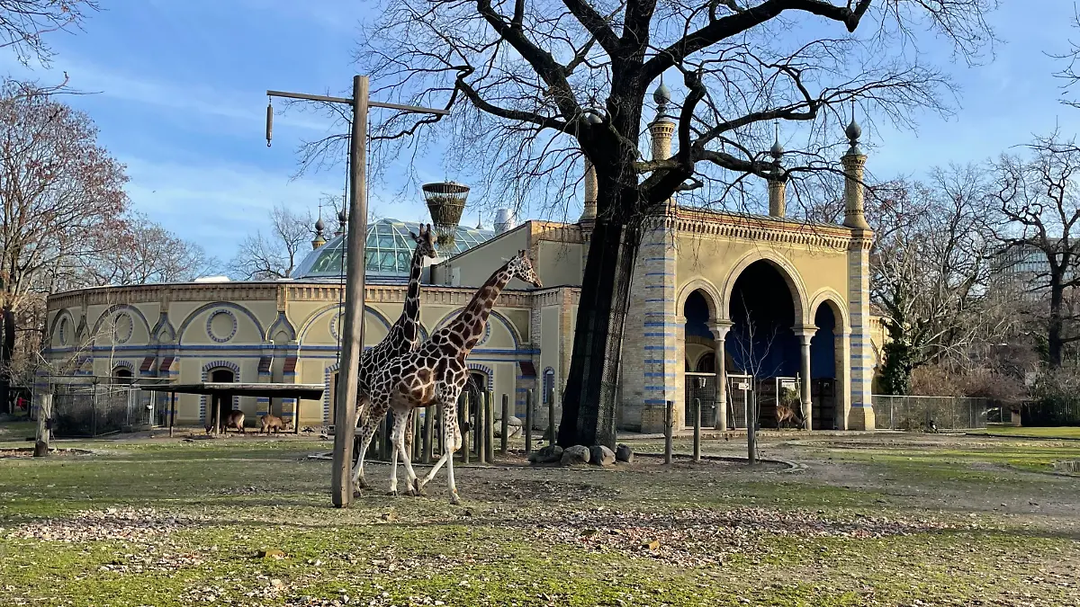 Besonders empfindlich auf Böller und Co. reagieren Giraffen