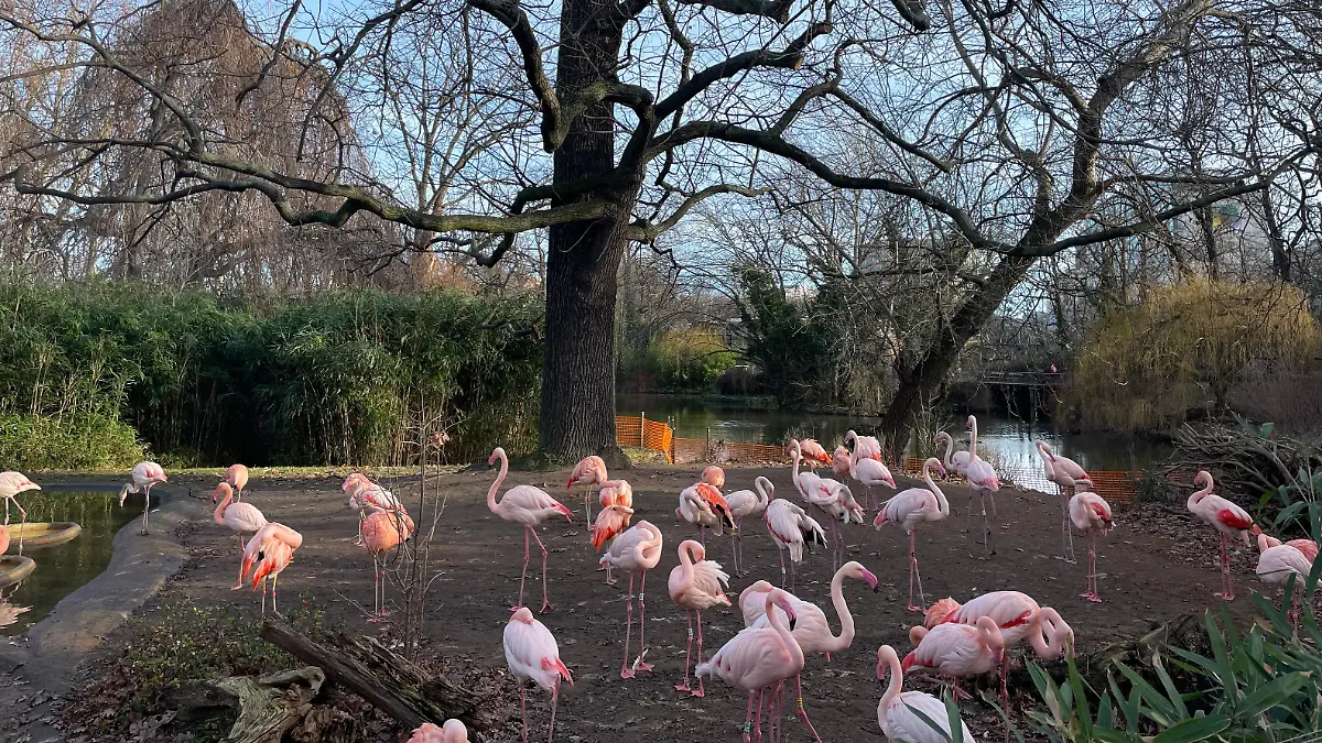 Flamingos im Beriner Zoo