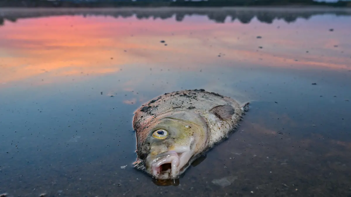 ARCHIV - 18.08.2022, Brandenburg, Lebus: Ein toter Blei liegt am frühen Morgen im flachen Wasser vom deutsch-polnischen Grenzfluss Oder. Fische in der Oder zählen für die Umweltstiftung WWF zu den großen Verlierern des Jahres im Tierreich. (zu dpa «WWF-Bilanz: Oder-Fische große Verlierer des Jahres im Tierreich») Foto: Patrick Pleul/dpa +++ dpa-Bildfunk +++