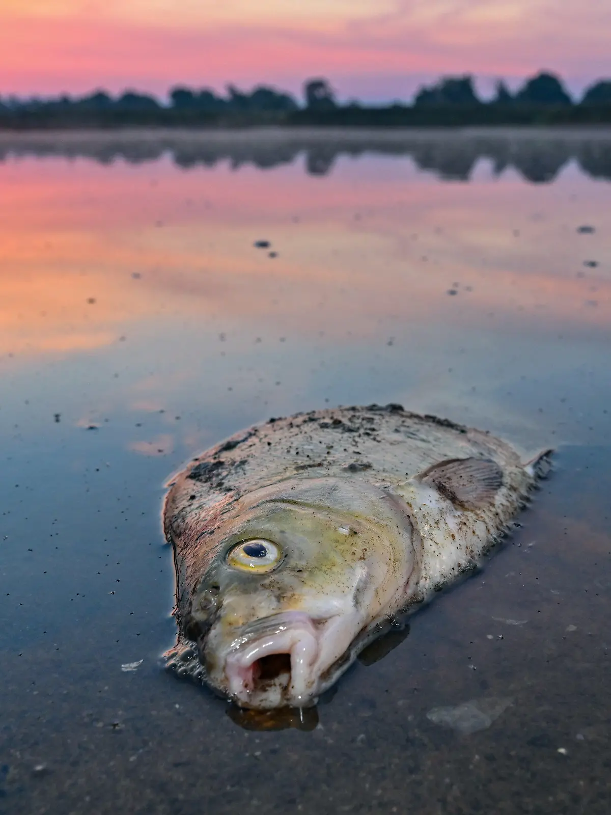 ARCHIV - 18.08.2022, Brandenburg, Lebus: Ein toter Blei liegt am frühen Morgen im flachen Wasser vom deutsch-polnischen Grenzfluss Oder. Fische in der Oder zählen für die Umweltstiftung WWF zu den großen Verlierern des Jahres im Tierreich. (zu dpa «WWF-Bilanz: Oder-Fische große Verlierer des Jahres im Tierreich») Foto: Patrick Pleul/dpa +++ dpa-Bildfunk +++