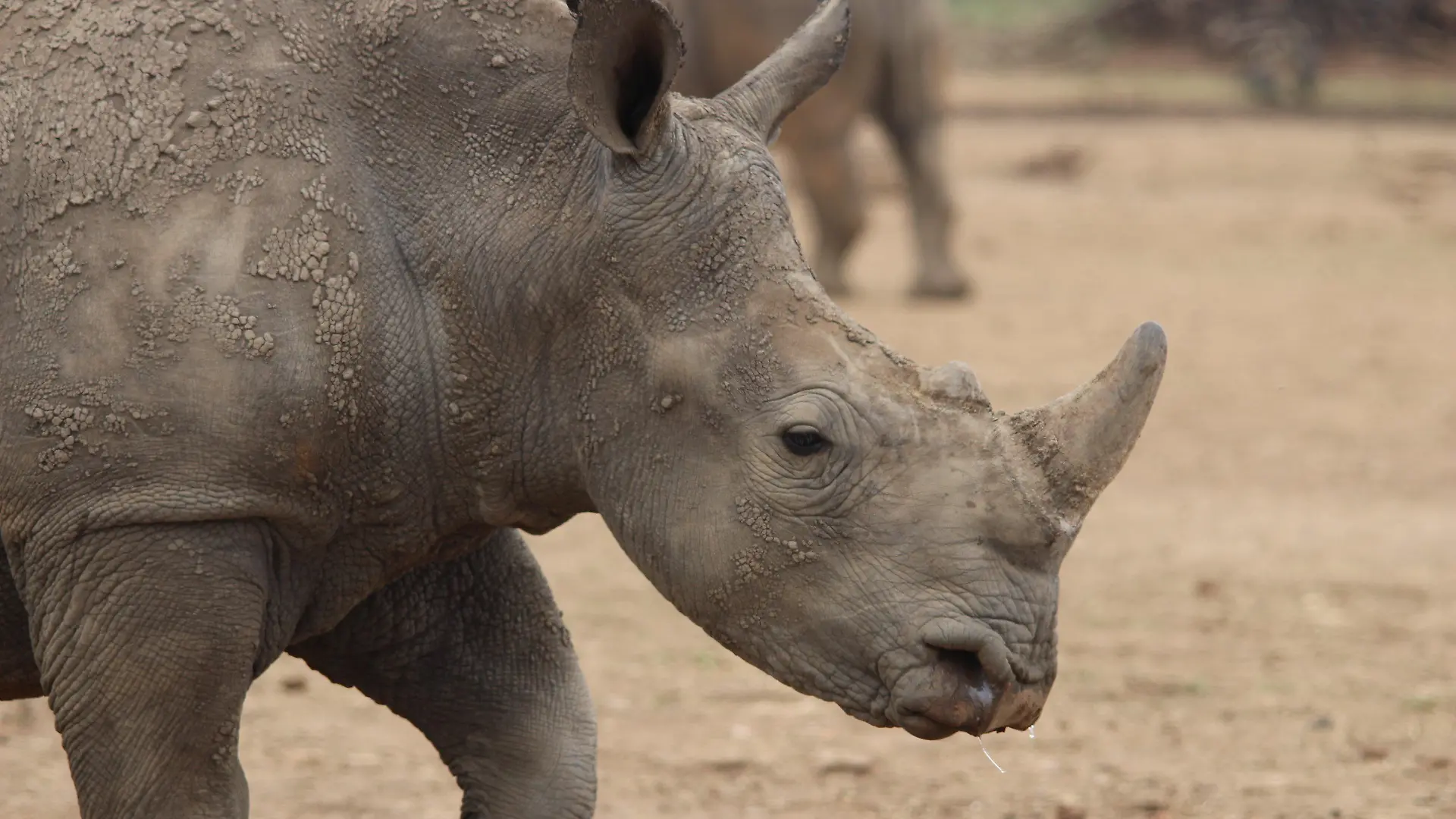 ARCHIV - 08.02.2019, Südafrika, ---: Ein Breitmaulnashorn geht auf dem Gebiet der privaten Nashornaufzucht von J. Hume in Südafrikas Nordwest-Provinz. Der WWF listet unter anderem das Breitmaulnashorn als Verlierer des Jahres 2022. (zu dpa «WWF-Bilanz: Oder-Fische große Verlierer des Jahres im Tierreich») Foto: Jürgen Bätz/dpa +++ dpa-Bildfunk +++