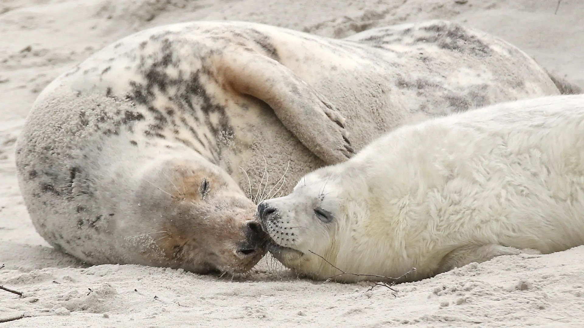 ARCHIV - 16.12.2014, Schleswig-Holstein, Helgoland: Eine junge Kegelrobbe und das Muttertier liegen am am Strand der Düne vor der Hochseeinsel Helgoland. Einen Monat nach Beginn der Wurfsaison sind bereits mehr als 450 Jungtiere geboren worden. Ihren Nachwuchs bringt die Kegelrobbe in den Wintermonaten von November bis Ende Januar zur Welt. In der Saison 2019/20 hatte die Geburtenzahl bei insgesamt 531 gelegen. Foto: picture alliance / dpa +++ dpa-Bildfunk +++
