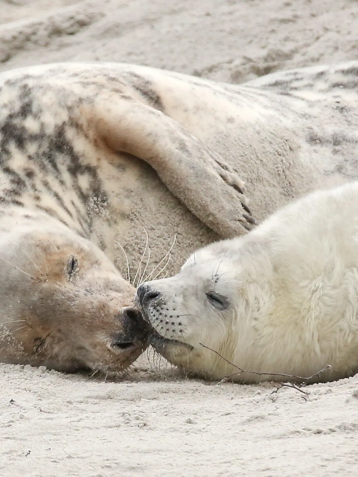 ARCHIV - 16.12.2014, Schleswig-Holstein, Helgoland: Eine junge Kegelrobbe und das Muttertier liegen am am Strand der Düne vor der Hochseeinsel Helgoland. Einen Monat nach Beginn der Wurfsaison sind bereits mehr als 450 Jungtiere geboren worden. Ihren Nachwuchs bringt die Kegelrobbe in den Wintermonaten von November bis Ende Januar zur Welt. In der Saison 2019/20 hatte die Geburtenzahl bei insgesamt 531 gelegen. Foto: picture alliance / dpa +++ dpa-Bildfunk +++