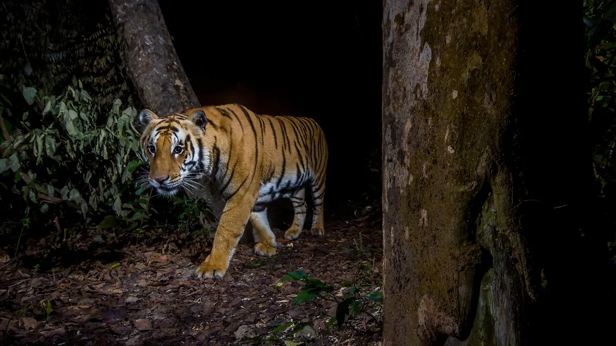 HANDOUT - 04.03.2019, Nepal, Bardia-Nationalpark: Ein Tiger steht im Bardia-Nationalpark, Nepal. Das Bild wurde mit einer Kamerafalle aufgenommen. Als Gewinner des Jahres sieht der WWF zum Beispiel Tiger in Nepal. (zu dpa «WWF-Bilanz: Oder-Fische große Verlierer des Jahres im Tierreich») Foto: Emmanuel Rondeau/WWF-US/dpa - ACHTUNG: Nur zur redaktionellen Verwendung im Zusammenhang mit der aktuellen Berichterstattung und nur mit vollständiger Nennung des vorstehenden Credits +++ dpa-Bildfunk +++