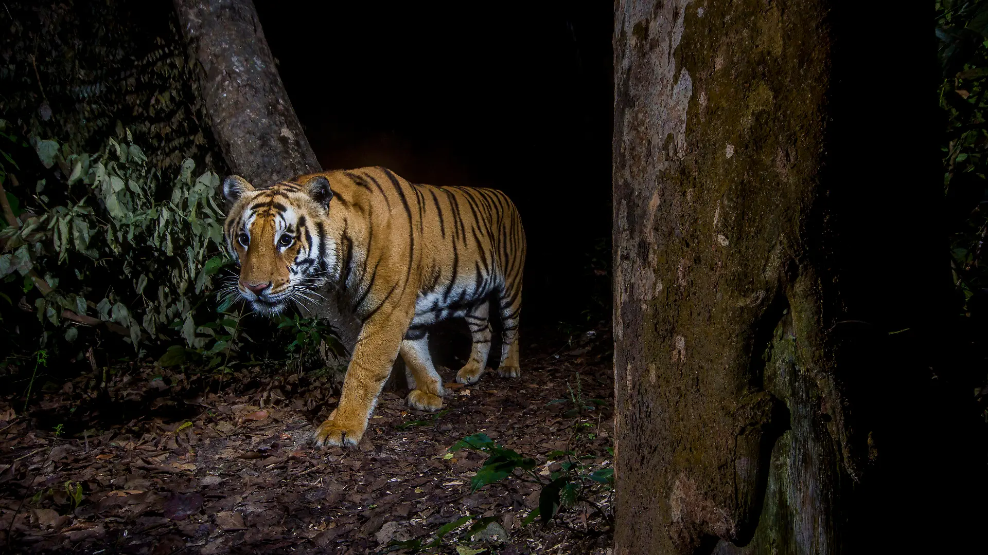 HANDOUT - 04.03.2019, Nepal, Bardia-Nationalpark: Ein Tiger steht im Bardia-Nationalpark, Nepal. Das Bild wurde mit einer Kamerafalle aufgenommen. Als Gewinner des Jahres sieht der WWF zum Beispiel Tiger in Nepal. (zu dpa «WWF-Bilanz: Oder-Fische große Verlierer des Jahres im Tierreich») Foto: Emmanuel Rondeau/WWF-US/dpa - ACHTUNG: Nur zur redaktionellen Verwendung im Zusammenhang mit der aktuellen Berichterstattung und nur mit vollständiger Nennung des vorstehenden Credits +++ dpa-Bildfunk +++