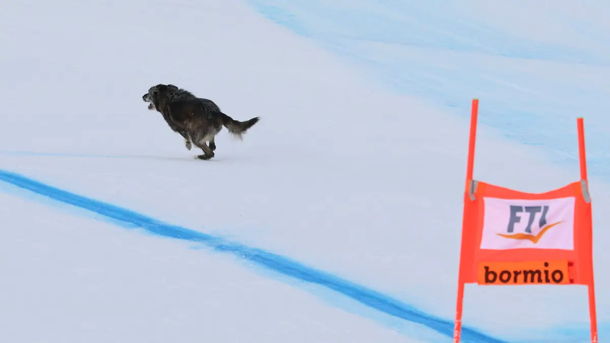 A dog runs across the course during an alpine ski, men's World Cup Super G race, in Bormio, Italy, Thursday, Dec.29, 2022. (AP Photo/Marco Trovati)