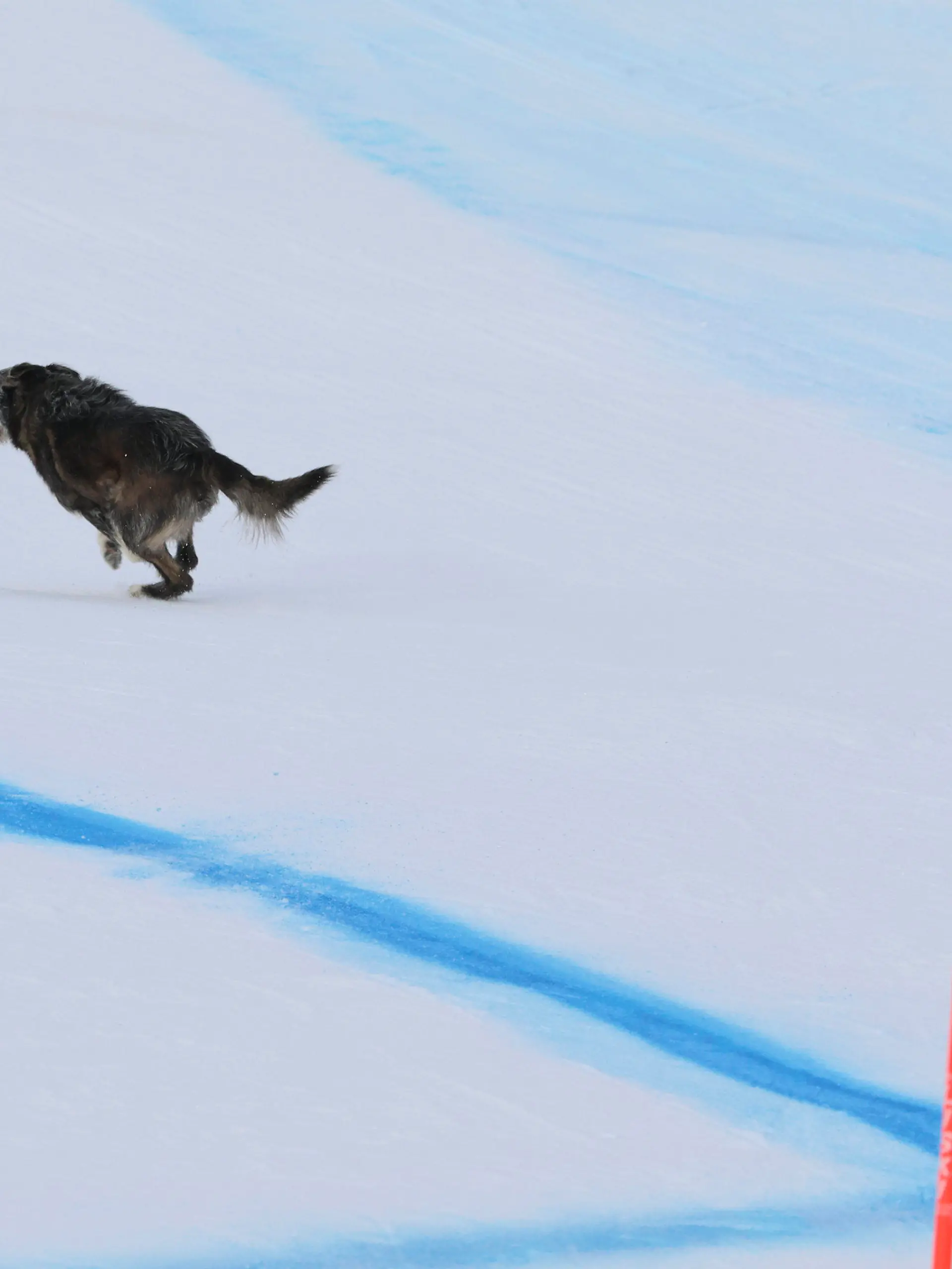 A dog runs across the course during an alpine ski, men's World Cup Super G race, in Bormio, Italy, Thursday, Dec.29, 2022. (AP Photo/Marco Trovati)