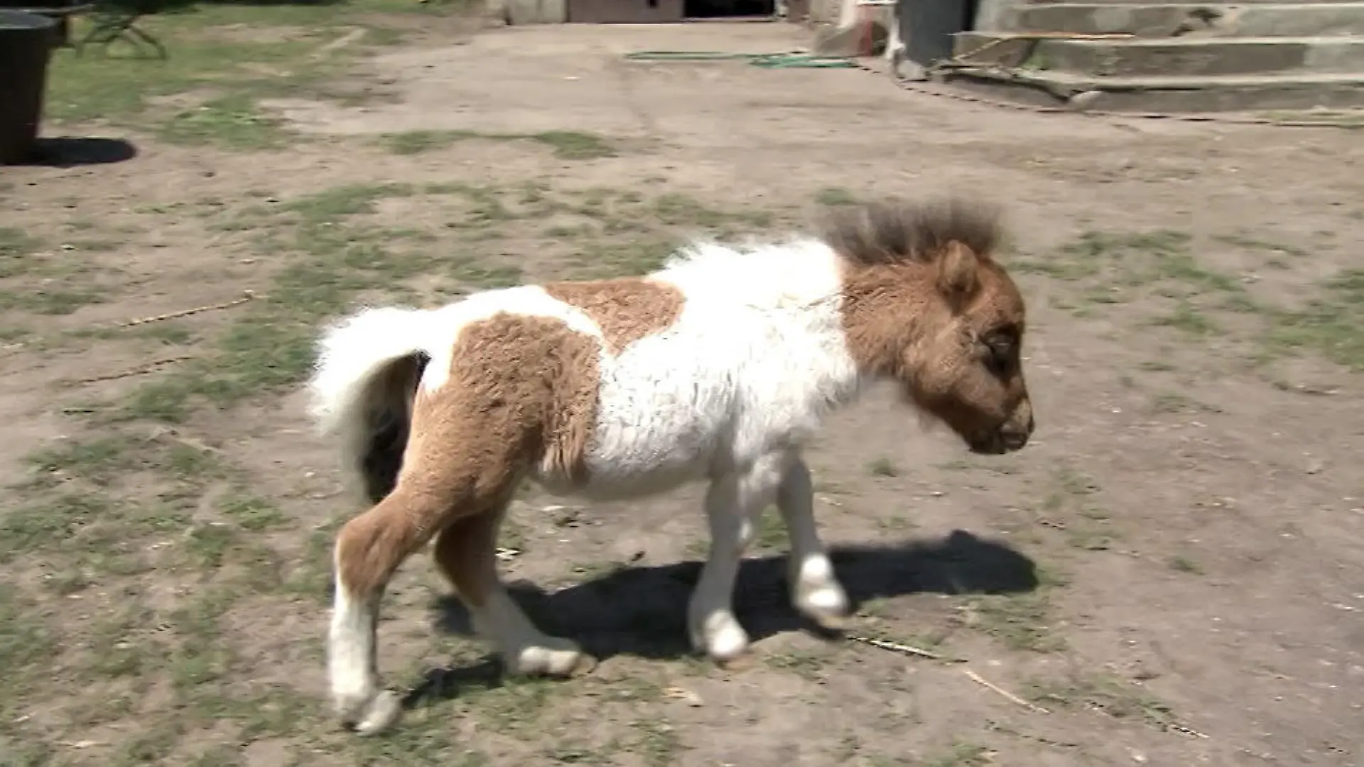Pony.jpg