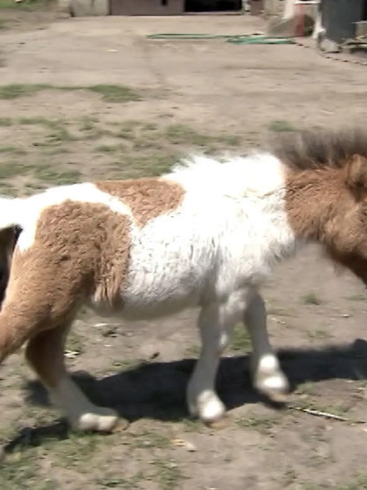 Pony.jpg