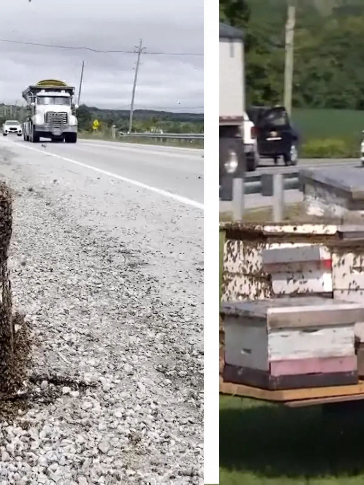 In Ontario sind mehrere Bienenstöcke von einem LKW gefallen. Nun versucht die Polizei die Insekten wieder einzufangen.