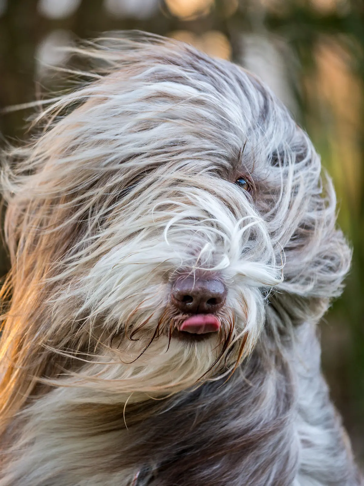 ARCHIV - Die Haare des Hundes "Paddy" der Rasse "Bearded Collie" wehen am 10.01.2014 in Lengenfeld (Bayern) im Wind. Foto: Nicolas Armer/dpa (zu dpa "Hunde sind auch ein wichtiger Wirtschaftsfaktor" vom 06.06.2015) +++(c) dpa - Bildfunk+++