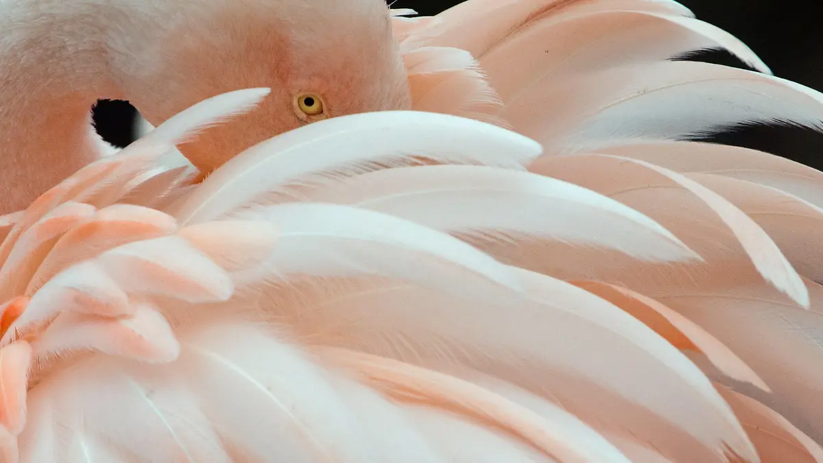 ARCHIV - Eingehüllt in ihr Federleid trotzt ein Flamingo am 22.01.2014 im Zoo von Frankfurt am Main den niedrigen Temperaturen. Unbekannte haben 15 Flamingos im Frankfurter Zoo getötet. Foto: Boris Roessler/dpa (zu dpa "Unbekannte töten 15 Flamingos im Frankfurter Zoo" vom 23.03.2014) +++(c) dpa - Bildfunk+++