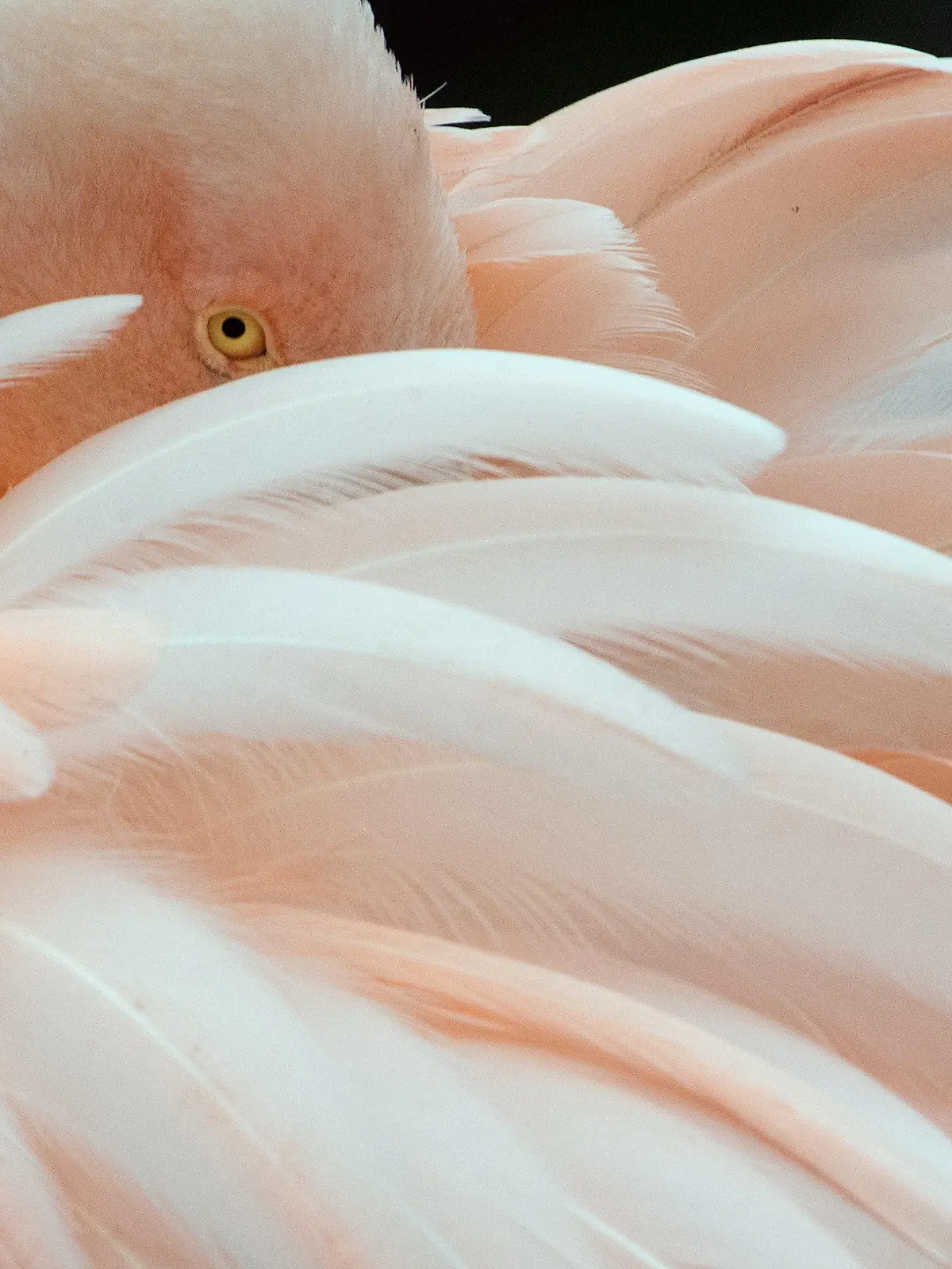 ARCHIV - Eingehüllt in ihr Federleid trotzt ein Flamingo am 22.01.2014 im Zoo von Frankfurt am Main den niedrigen Temperaturen. Unbekannte haben 15 Flamingos im Frankfurter Zoo getötet. Foto: Boris Roessler/dpa (zu dpa "Unbekannte töten 15 Flamingos im Frankfurter Zoo" vom 23.03.2014) +++(c) dpa - Bildfunk+++